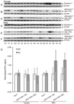 Phospho-Dynamin 1 (Ser778) Antibody in Western Blot (WB)