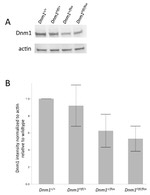 Dynamin 1 Antibody in Western Blot (WB)