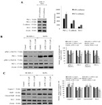 E-cadherin Antibody in Western Blot (WB)