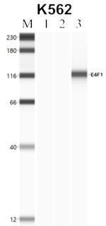 E4F1 Antibody in Immunoprecipitation (IP)