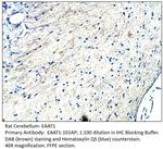 EAAT1 Antibody in Immunohistochemistry (IHC)