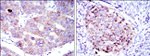 EEF2 Antibody in Immunohistochemistry (Paraffin) (IHC (P))