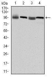 EEF2 Antibody in Western Blot (WB)