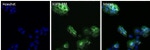 EGFR Antibody in Immunocytochemistry (ICC/IF)