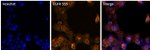 EGFR Antibody in Immunocytochemistry (ICC/IF)