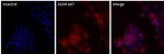 EGFR Antibody in Immunocytochemistry (ICC/IF)