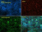 EGFR Antibody in Immunocytochemistry (ICC/IF)