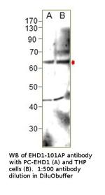 EHD1 Antibody in Western Blot (WB)