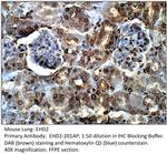 EHD2 Antibody in Immunohistochemistry (IHC)