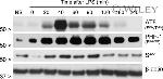 Phospho-Tau (Ser202, Thr205) Antibody in Western Blot (WB)