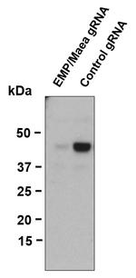 EMP Antibody in Western Blot (WB)