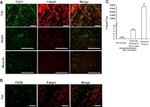 CD201 (EPCR) Antibody in Immunohistochemistry (IHC)