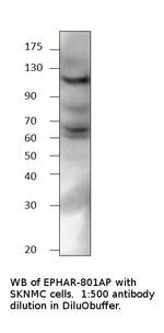 Ephrin Receptor A8 Antibody in Western Blot (WB)