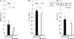 SERCA2 ATPase Antibody in Western Blot (WB)