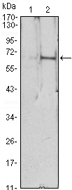 Epo Antibody in Western Blot (WB)