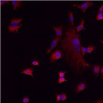 LMAN1 Antibody in Immunocytochemistry (ICC/IF)