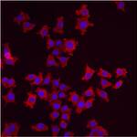 LMAN1 Antibody in Immunocytochemistry (ICC/IF)