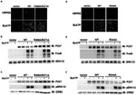 Phospho-ERK1/ERK2 (Thr185, Tyr187) Antibody in Western Blot (WB)