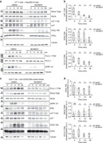 ERK1/ERK2 Antibody in Western Blot (WB)