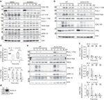 ERK1/ERK2 Antibody in Western Blot (WB)