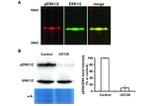 ERK1/ERK2 Antibody in Western Blot (WB)