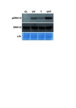 ERK1/ERK2 Antibody in Western Blot (WB)