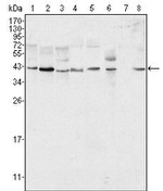 ERK2 Antibody in Western Blot (WB)