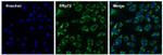 ERp72 Antibody in Immunocytochemistry (ICC/IF)