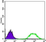 ETS1 Antibody in Flow Cytometry (Flow)