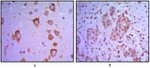 ETS1 Antibody in Immunohistochemistry (Paraffin) (IHC (P))