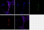 TM111 Antibody in Immunocytochemistry (ICC/IF)