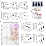 Endomucin Antibody in Immunohistochemistry (Paraffin) (IHC (P))