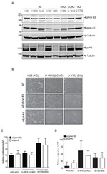 EphA2 Antibody in Western Blot (WB)