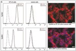 EphA2 Antibody in Flow Cytometry (Flow)