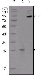 EphB2 Antibody in Western Blot (WB)