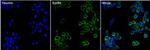 EphB4 Antibody in Immunocytochemistry (ICC/IF)