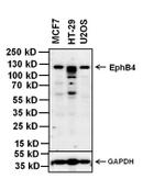 EphB4 Antibody in Western Blot (WB)