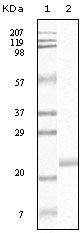 EphB4 Antibody in Western Blot (WB)