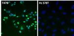 Estrogen Receptor alpha Antibody in Immunocytochemistry (ICC/IF)