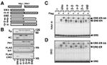 Estrogen Receptor beta Antibody in Gel Shift (GS)