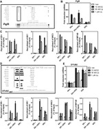 Estrogen Receptor beta Antibody in ChIP Assay (ChIP)