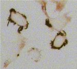 Ezrin Antibody in Immunocytochemistry (ICC/IF)