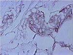 Ezrin Antibody in Immunohistochemistry (Paraffin) (IHC (P))