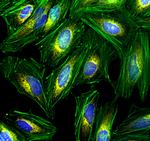 Rabbit IgG (H+L) Cross-Adsorbed Secondary Antibody in Immunocytochemistry (ICC/IF)