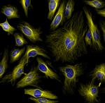 Rabbit IgG (H+L) Cross-Adsorbed Secondary Antibody in Immunocytochemistry (ICC/IF)