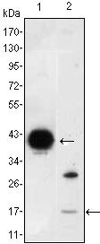 FABP2 Antibody in Western Blot (WB)