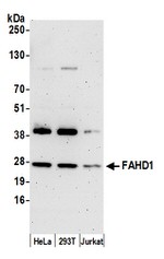 FAHD1 Antibody in Western Blot (WB)