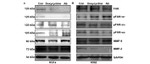 Phospho-FAK (Tyr397) Antibody in Western Blot (WB)