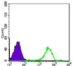 FAK Antibody in Flow Cytometry (Flow)