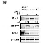 FBXO5 Antibody in Western Blot (WB)